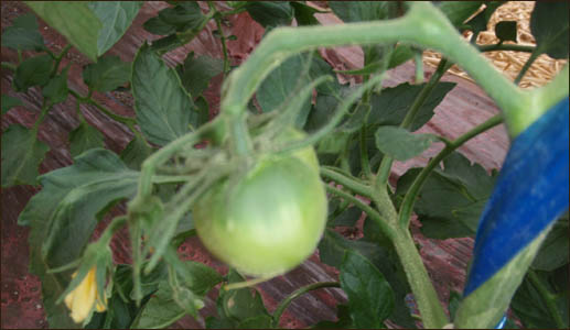 tomato524.jpg